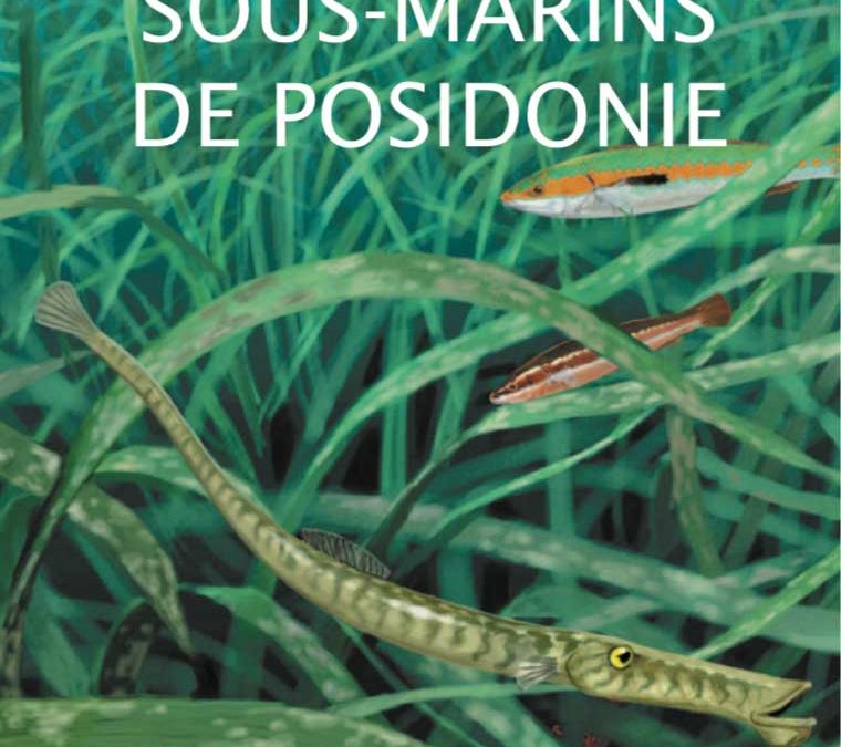 Les herbiers sous-marins de posidonie