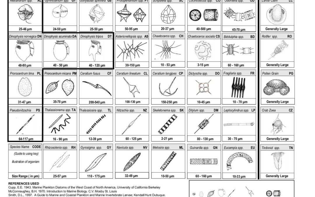 Magnify & Identify Plankton