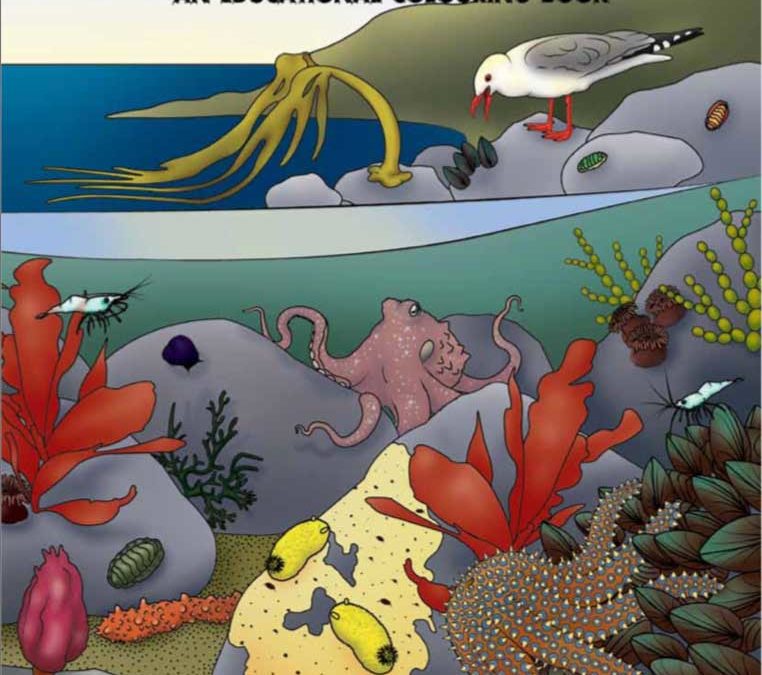 The rocky shore: Who eats who?-Educational coloring book