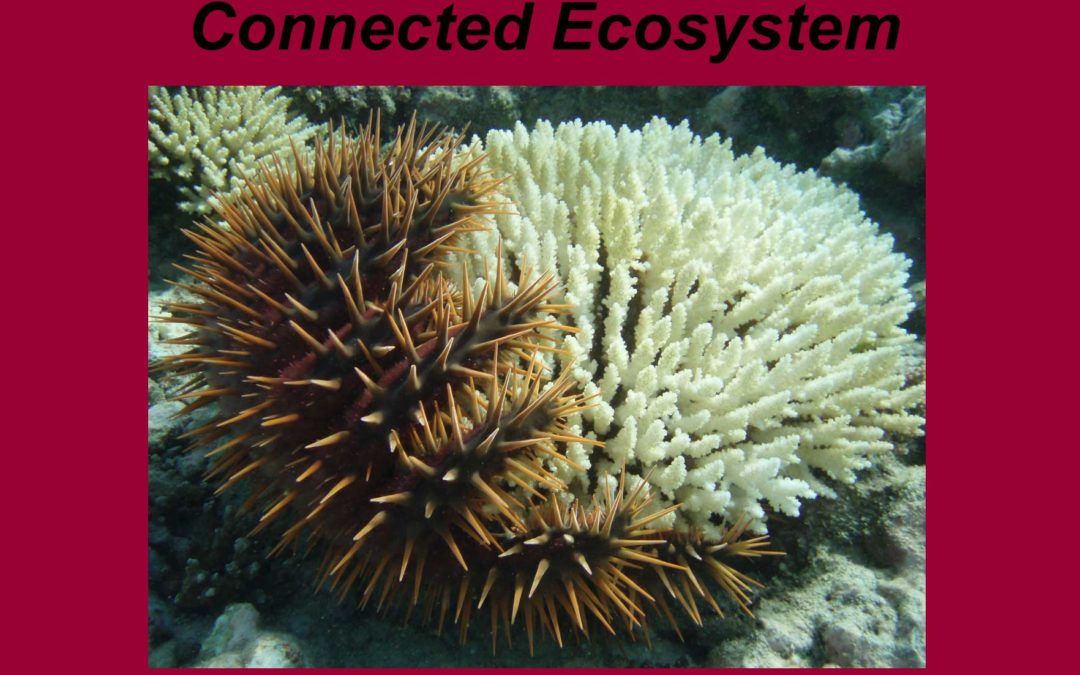 Marine ecosystem interconnectivity game