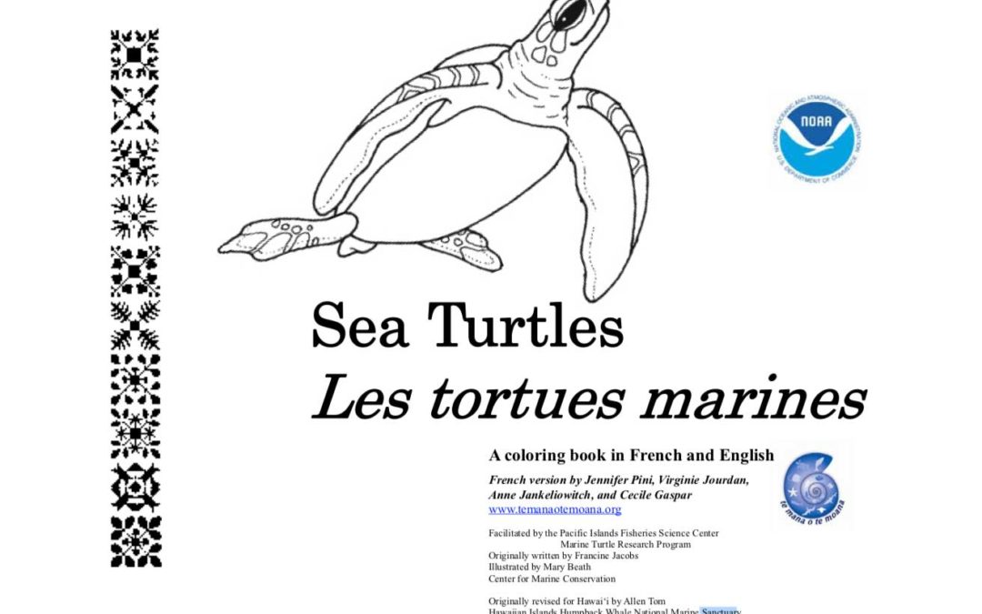 Coloriage des tortues marines